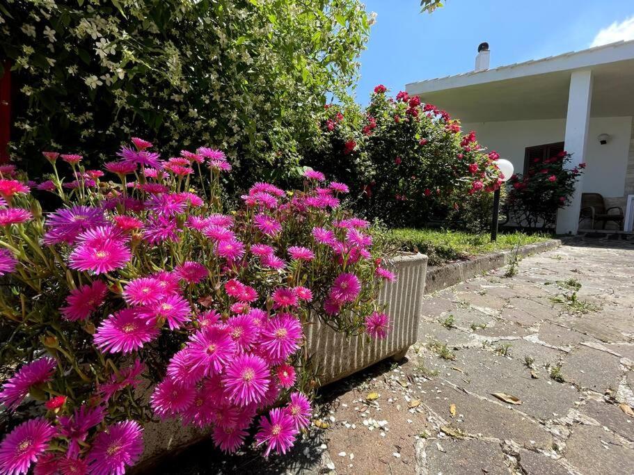Vila Rose Country Cassano delle Murge Exteriér fotografie